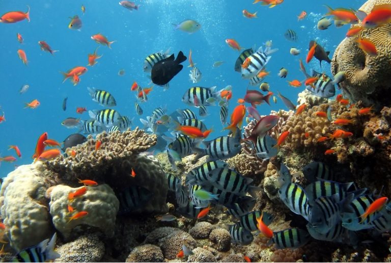 Read more about the article 🏊‍♂️ Nurturing Healthy Water Bodies: Aquatic Ecosystem Solutions by Swim-alley